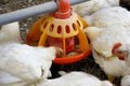 confirmado-un-foco-de-enfermedad-de-newcastle-en-una-granja-con-24.000-pollos-en-aldea-de-san-miguel-(valladolid)