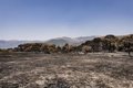 la-junta-no-descarta-que-las-reproducciones-fuera-del-perimetro-en-piedralaves-(avila)-sean-intencionadas