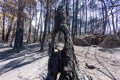 estabilizado-el-incendio-forestal-de-burgohondo-(avila)-tras-calcinar-mas-de-50.000-hectareas
