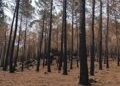 seo/birdlife-pide-que-la-reconstruccion-tras-los-incendios-en-castilla-y-leon-atienda-a-criterios-ambientales