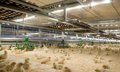 declarado-un-foco-de-newcastle-en-una-granja-de-fuente-el-olmo-de-fuentiduena-con-un-censo-de-4.400-aves