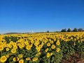 la-alianza-upa-coag-pide-a-la-junta-flexibilizar-los-ecorregimenes-para-adelantar-la-siega-del-girasol