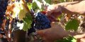 un-estudio-de-agricultura-establece-entre-0,79-y-un-euro-el-coste-de-produccion-en-la-do.-ribera-del-duero