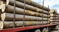 la-ultima-subasta-de-madera-de-chopo-dirigida-por-la-junta-distribuira-6,7-millones-entre-44-localidades