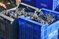 la-dop-cebreros-cierra-la-vendimia-mas-precoz-y-de-menor-produccion-de-su-historia,-por-debajo-de-los-500.000-kilos