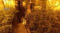 un-detenido-y-desarticulada-una-macroplantacion-‘indoor’-de-marihuana-en-el-valle-de-mena,-en-burgos