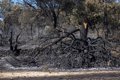 aprobados-600.000-euros-para-la-restauracion-de-terrenos-afectados-por-el-incendio-del-alberche-tietar