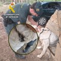 detenido-por-maltrato-a-una-perra-que-estaba-atada-con-un-cadena-que-apenas-la-dejaba-respirar